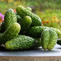 Раз огурчик , два огурчик ... :: Нэлли Обертынская Раз огурчик , два огурчик ... :: Нэлли Обертынская