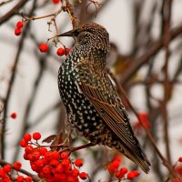 Скворец :: Сергей Лычагин