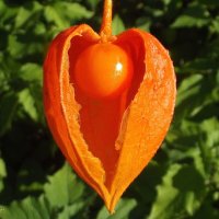 Душа нараспашку... :: Freddy 97