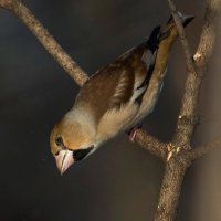 Дубонос . :: Nik Lovec