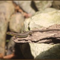 Пригрелась. :: Александр 