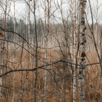 березы :: fogmeadowww m