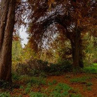 Под эвкалиптами... :: Николай Гирш Под эвкалиптами... :: Николай Гирш