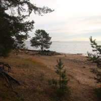 Репино :: Наталья Герасимова