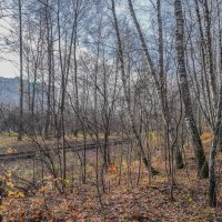 На опушке... :: Владимир Жданов На опушке... :: Владимир Жданов