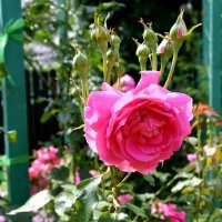 летнее :: tatiana летнее :: tatiana