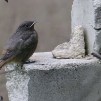 Птичка :: ZNatasha - Птичка :: ZNatasha -