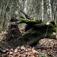 Может это была лошадь?) :: Любовь 