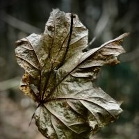 *** :: Любовь *** :: Любовь