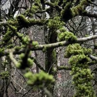 Одетые в бархат… :: Любовь 