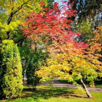 Осень порадовала! :: Надежда Осень порадовала! :: Надежда