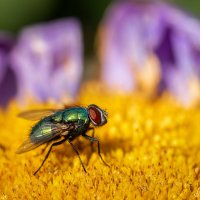 Муха :: Alex Bush