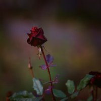 Увядающа красавица :: Vladimir Увядающа красавица :: Vladimir