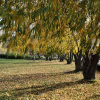 Выдался тёплый ноябрьский денёк (8 ноября +13) :: Татьяна Машошина