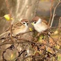 Беседа :: Елена Елена
