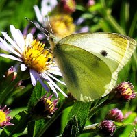 Мир бабочек- как красив, но как коротен! :: Владимир Манкер Мир бабочек- как красив, но как коротен! :: Владимир Манкер