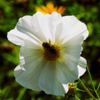 Гармония флоры и фауны(серия) :: Владимир Манкер Гармония флоры и фауны(серия) :: Владимир Манкер