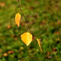 Капли солнца :: Светлана 