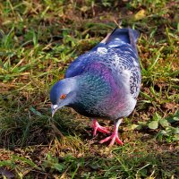 Что это там? :: Светлана 