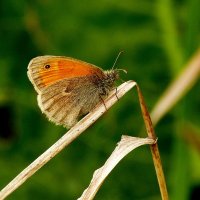 опять про бабочек...17 :: Александр Прокудин опять про бабочек...17 :: Александр Прокудин