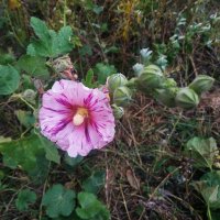 Из самых стойких :: Андрей Лукьянов