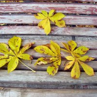 Этюд ноября :: Galina Solovova Этюд ноября :: Galina Solovova