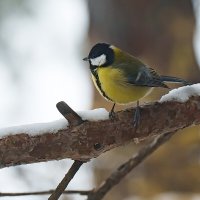 *** :: Виктор Фельдшеров