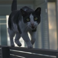 Хайфа 2025г Я  ВСТРЕТИЛ  КОШЕЧКУ :: ujgcvbif 