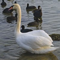 лебедь :: Giant Tao /