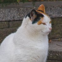 Котэ :: Giant Tao /