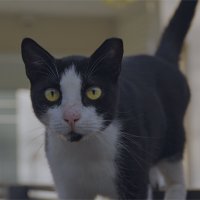 Хайфа 2025г Я  ВСТРЕТИЛ  КОШЕЧКУ :: ujgcvbif 