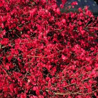 Прощальная красота осени. :: Ольга 