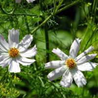 Космеи. :: nadyasilyuk Вознюк Космеи. :: nadyasilyuk Вознюк