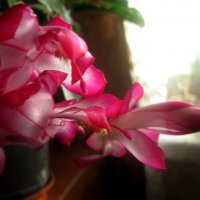 Декабрист :: Елена Семигина Декабрист :: Елена Семигина