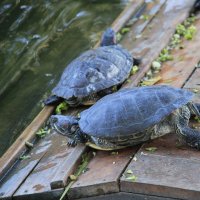 Черепашки ) :: Любовь Черепашки ) :: Любовь