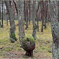 Сосны Танцуюш=щего леса. :: Валерия Комова