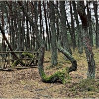 Сосны Танцующего леса. :: Валерия Комова Сосны Танцующего леса. :: Валерия Комова