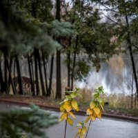 Маленькие радости поздней осени... :: Bosanat 