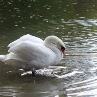 Лебеди на озере :: Рита Симонова