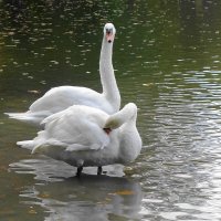 Лебеди на озере :: Рита Симонова