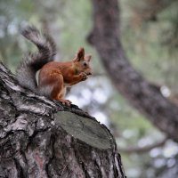 Вкусняшка в надежных лапках! :: Любовь 