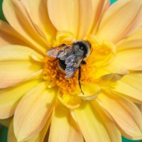 *** :: Виктор Иванович Чернюк *** :: Виктор Иванович Чернюк