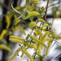 Серёжки ивы :: Светлана Ищенко Серёжки ивы :: Светлана Ищенко