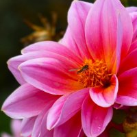 Доброе утро :: Юрий. Шмаков Доброе утро :: Юрий. Шмаков