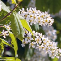 Цветущая черёмуха :: Светлана Ищенко Цветущая черёмуха :: Светлана Ищенко