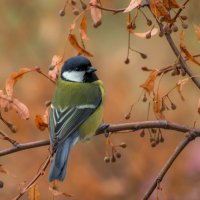 Молчаливая созерцательность :: Наталья Димова