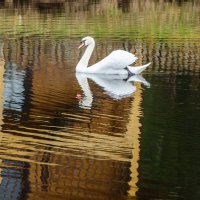 Лебедь :: Галина Ложечникова