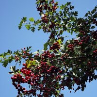 Боярышник :: Freddy 97