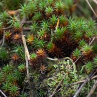 Маленький лес :: sorovey Sol