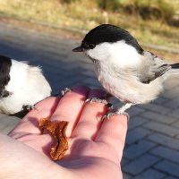 Угощайтесь ! :: Нэлли Обертынская